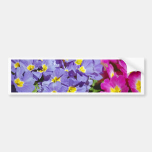 Pink and purple primroses bumper sticker