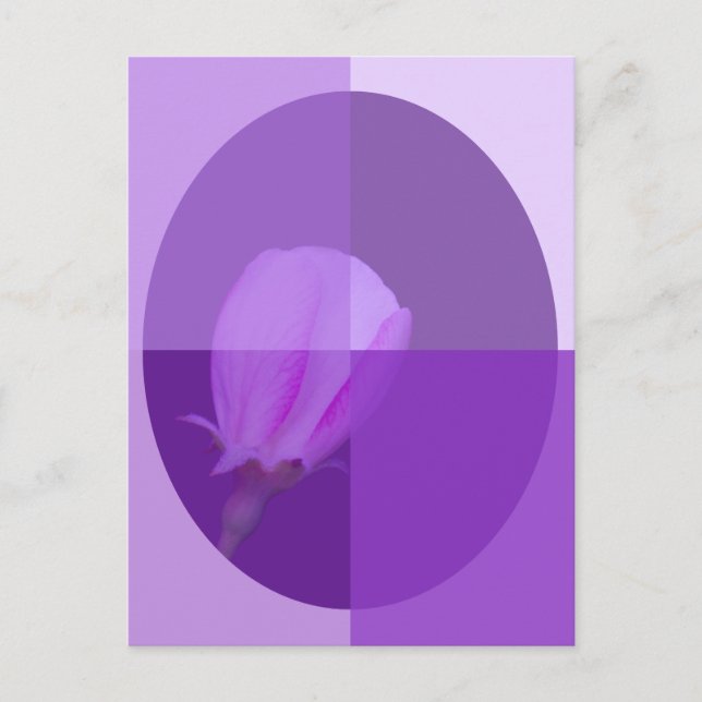 Pink and Purple Spring Blossom | Four Shade Postcard (Front)