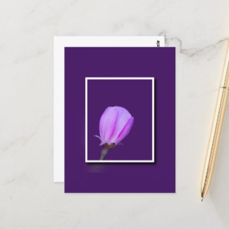 Pink and Purple Spring Blossom Postcard