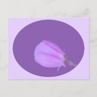 Pink and Purple Spring Blossom 