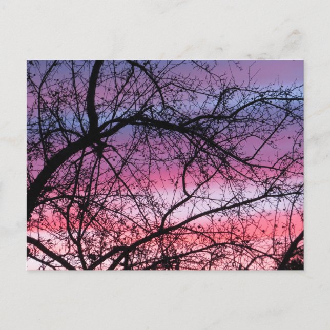 Pink And Purple Sunset Postcard (Front)