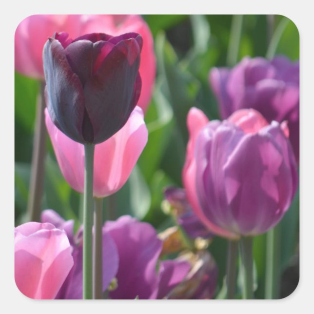 Pink and Purple Tulip Stickers (Front)