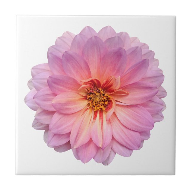 Pink and Purple Zinnia Flower White Ceramic Tile (Front)