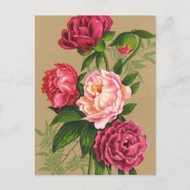 Pink And Red Roses Painting Postcard (Front)