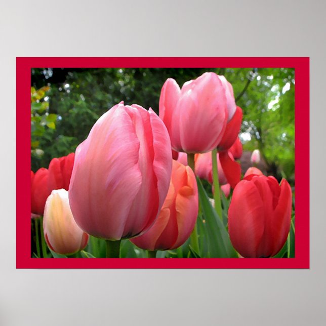 Pink and Red Spring Tulip Garden Flowers Poster (Front)