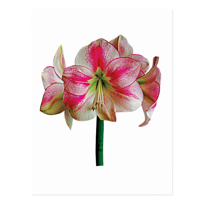 Pink and White Amaryllis Post Cards