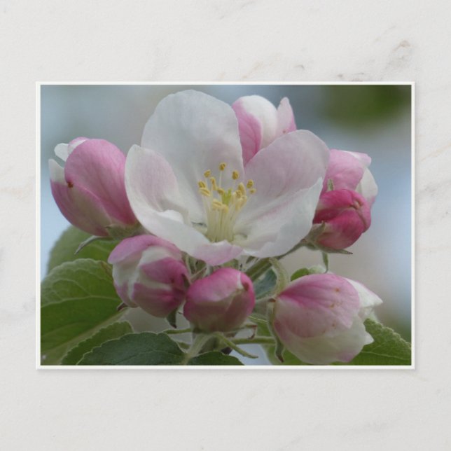 Pink and White Apple Blossom Photo Postcard (Front)