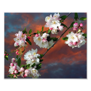 Pink And White Apple Blossoms Morning Sky 8x10 Photo Print