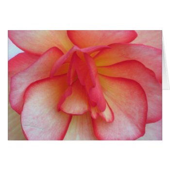 Pink And White Begonia Card by ggbythebay at Zazzle