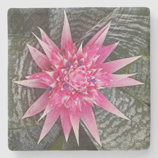 PINK AND WHITE BROMELIAD STAR-SHAPED