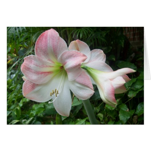pink and white cards (Front Horizontal)