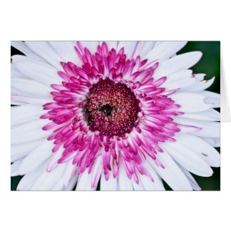 Pink and White Cards