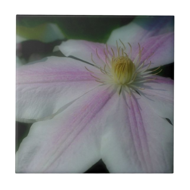 Pink And White Clematis Flower Nature Ceramic Tile (Front)