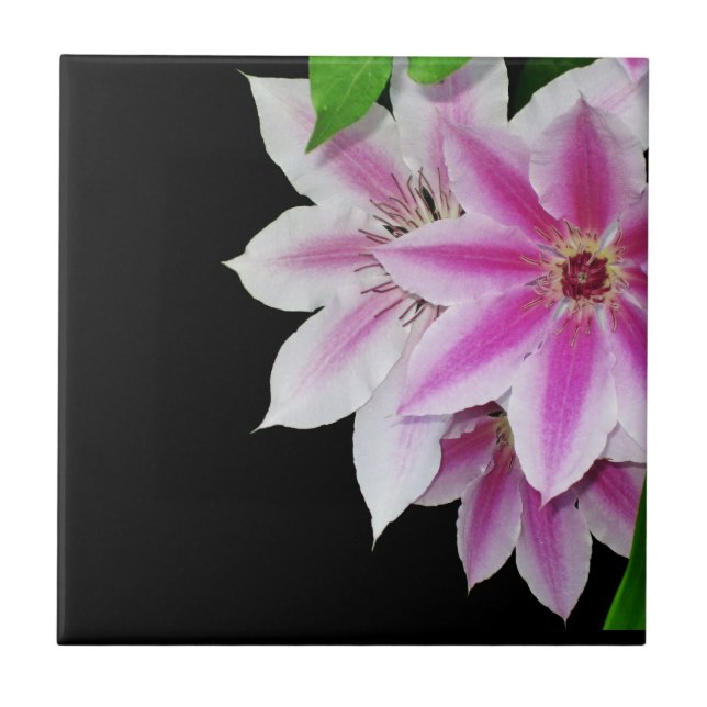 Pink and White Clematis Flowers Ceramic Tile (Front)