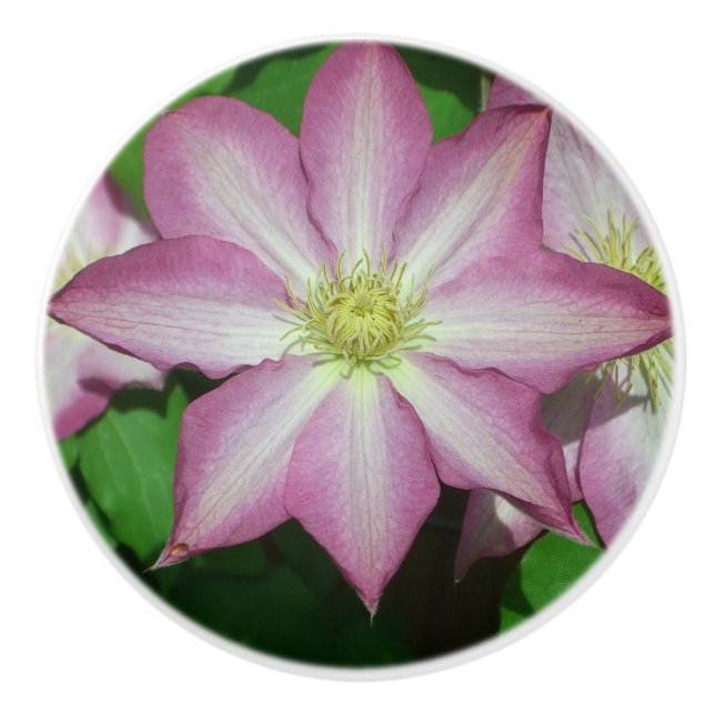 Pink and White Clematis Spring Flower Ceramic Knob (Front)