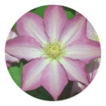 Pink and White Clematis Spring Flower Classic Round Sticker