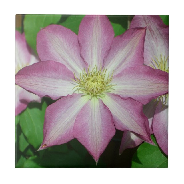 Pink and White Clematis Spring Flower Tile (Front)
