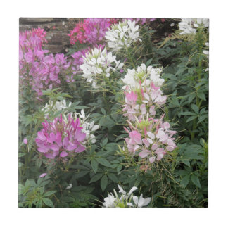 Pink and White Cleome Blooms Ceramic Tile