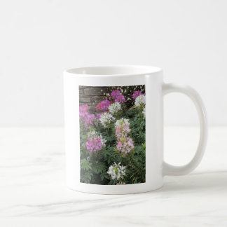 Pink and White Cleome Blooms Coffee Mug