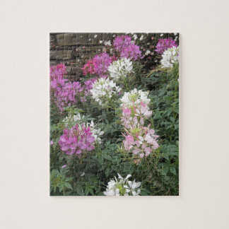 Pink and White Cleome Blooms Jigsaw Puzzle