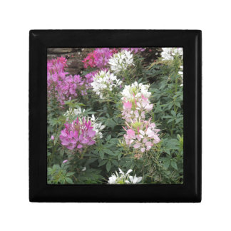 Pink and White Cleome Blooms Keepsake Box
