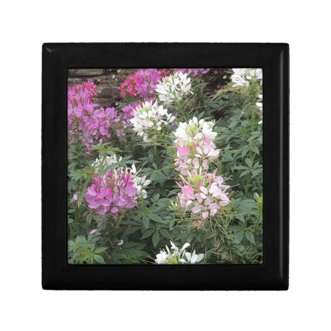 Pink and White Cleome Blooms Keepsake Box (Front)