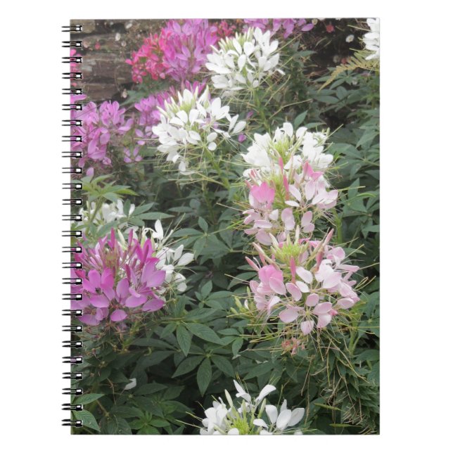 Pink and White Cleome Blooms Notebook (Front)