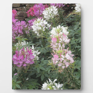 Pink and White Cleome Blooms Plaque