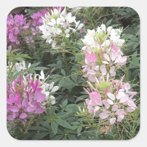 Pink and White Cleome Blooms Square Sticker