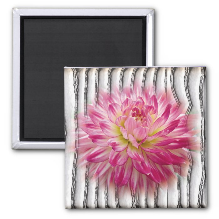 Pink and White Dahlia Magnet