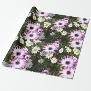 Pink and White Daisies Daisy flower Wrapping Paper
