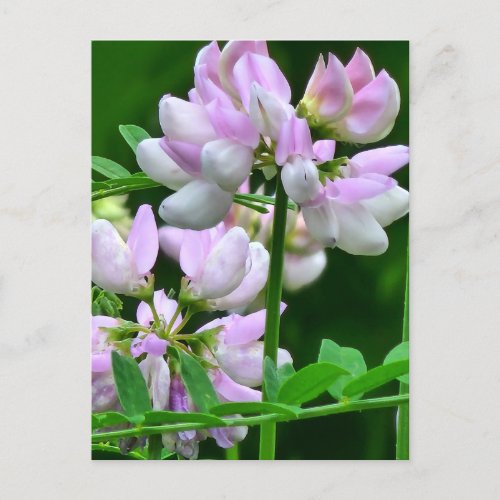 Pink and White Flower Buds Postcard