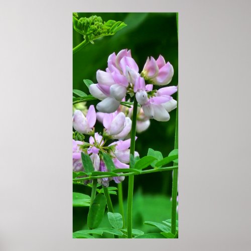 Pink and White Flower Buds Poster