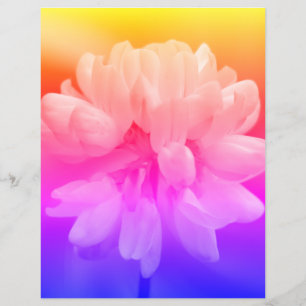 Pink And White Flower Close Up 