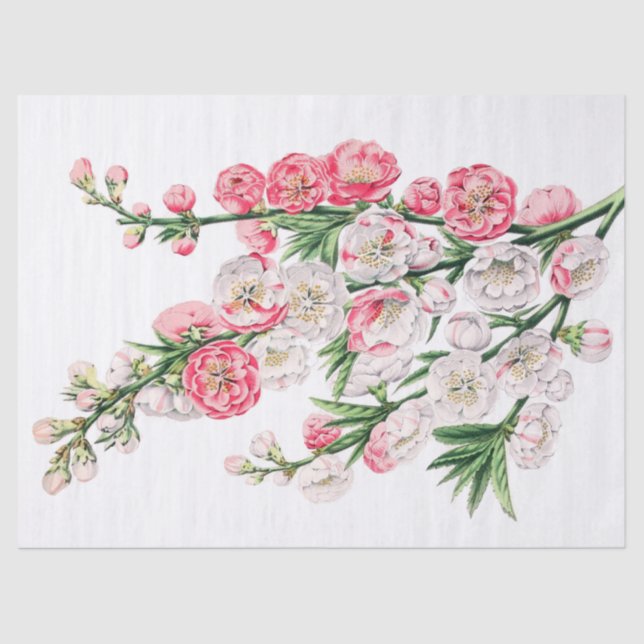 Pink and White Flower Sprays Tissue Paper (Front)