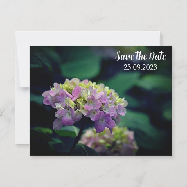 Pink and White Hydrangea Flower Save the Date Holiday Card (Front)