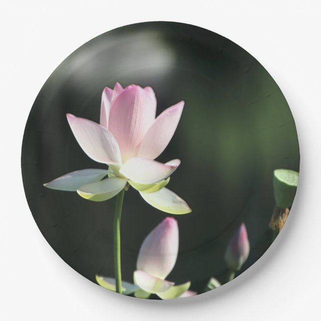 Pink and White Lotus Flower Paper Plates (Front)