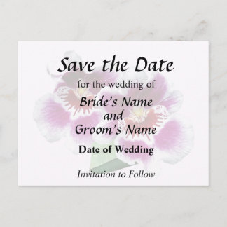 Pink and White Miltoniopsis Orchids Announcement Postcard