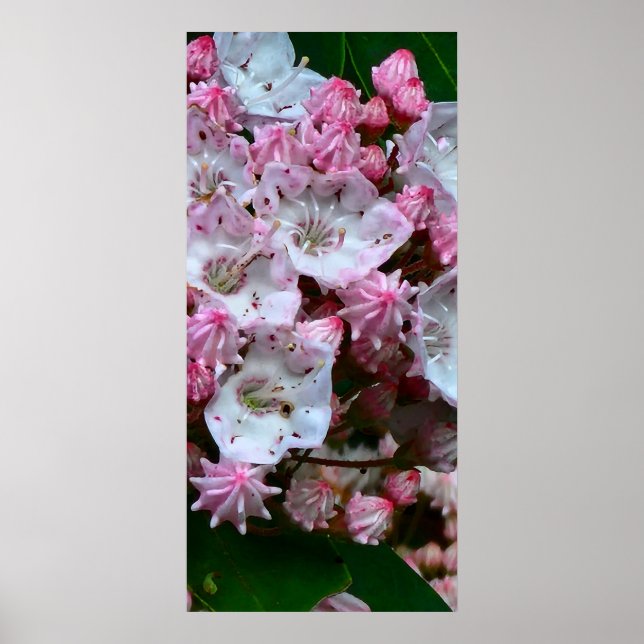 Pink and White Mountain Laurel Flowers Poster (Front)