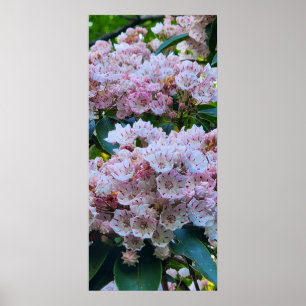 Pink and White Mountain Laurel Flowers Poster
