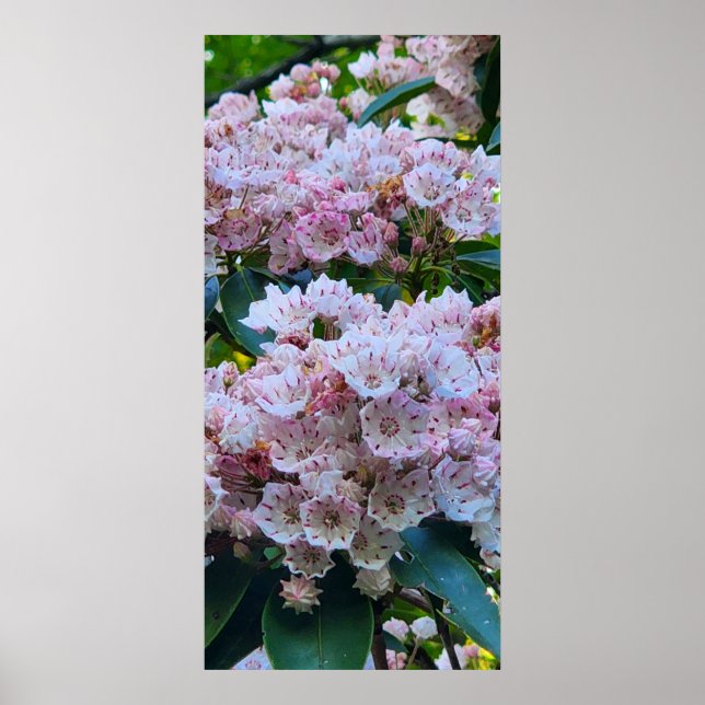 Pink and White Mountain Laurel Flowers Poster (Front)