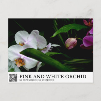 Pink and White Orchid Postcard
