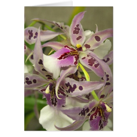 Pink and White Orchids (Front)