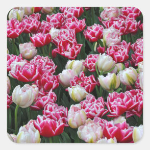 Pink and white parrot tulips square sticker
