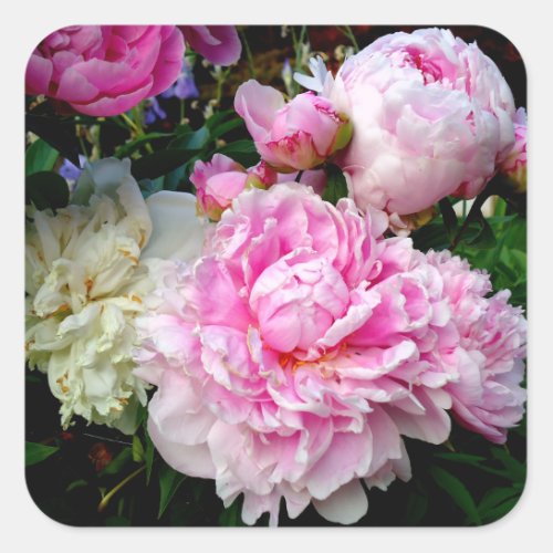 Pink and White Peonies Square Sticker