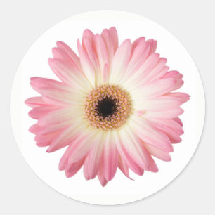 Pink and White Photographic Gerbera Daisy Flower Classic Round Sticker