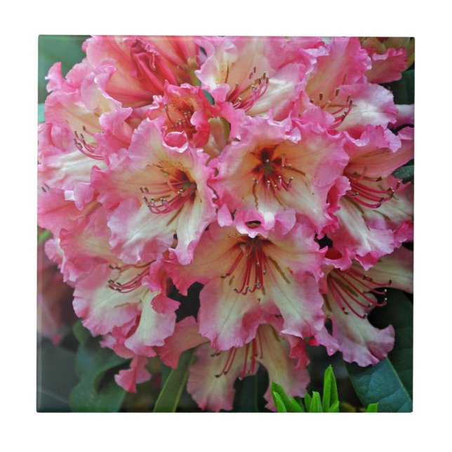 Pink and white rhododendron flowers ceramic tile (Front)
