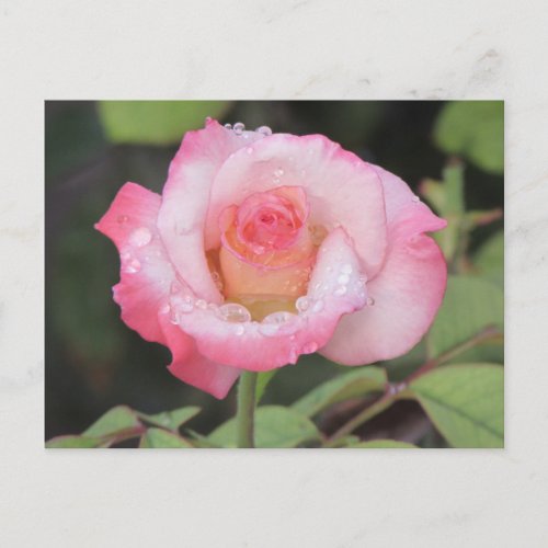 Pink and White Rose After the Rain Postcard