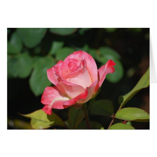 Pink and White Rose Cards (Front Horizontal)