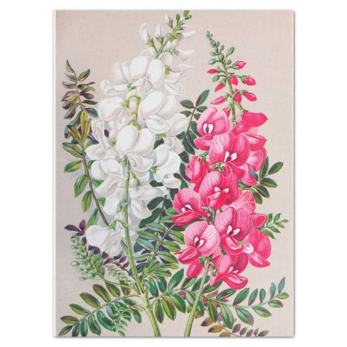 Pink and White Snapdragons Tissue Paper